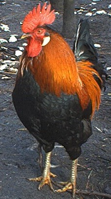 le coq