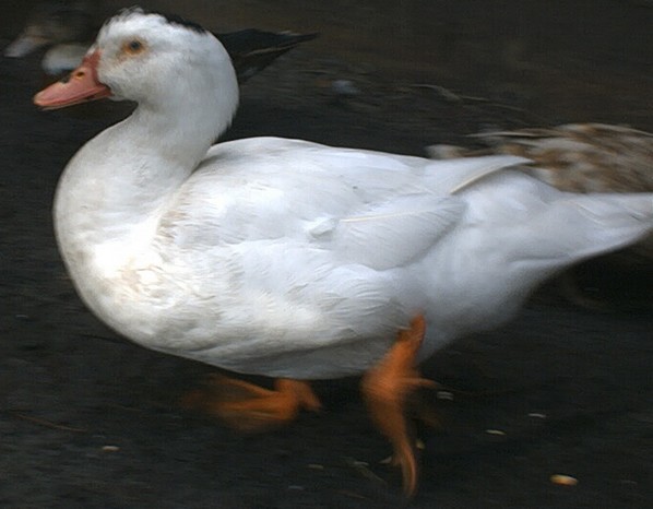 canard