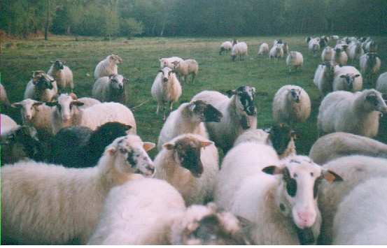 les brebis landaises