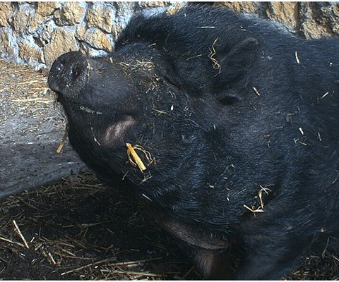 le cochon