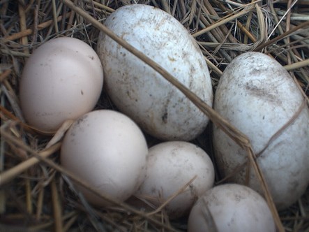 oeufs