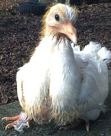 pigeon